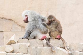 Female adult macaque monkey grooming an adult macaque monkey
