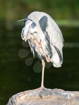 Great Blue Heron standing quietly on a large rock
