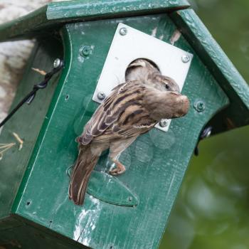Adult sparrow feeding a young sparrow in a birdhouse