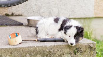Small Border Collie puppy on a farm, brown eyed, resting