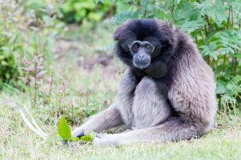 Adult white handed gibbon looking pretty bored