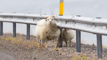 Icelandic sheep at the side of a road