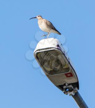 Whimbrel standing on a lantern - Selective focus