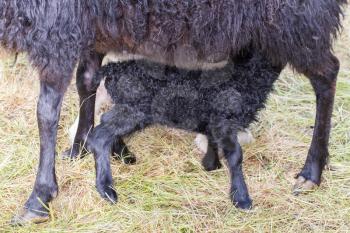 Little newborn lamb drinking - Typical Icelandic sheep