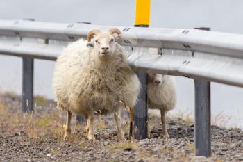 Icelandic sheep at the side of a road