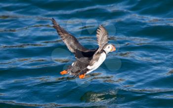 Atlantic Puffin (Fratercula arctica) flying low above water - Iceland