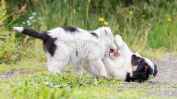 Two playful Border Collie puppies on a farm