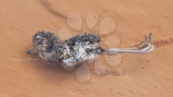 Dead bird in hot water - Geothermally active valley of Haukadalur - Southwest Iceland
