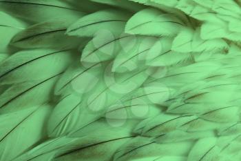 Green fluffy feather closeup - Selective focus on some feathers