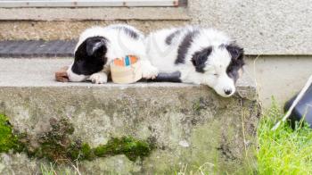 Two Border Collie puppies sleeping on a farm