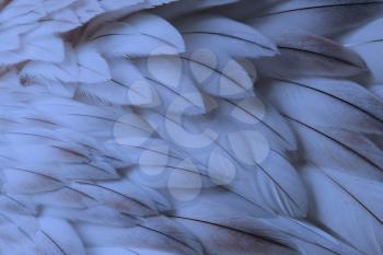 Blue fluffy feather closeup - Selective focus on some feathers
