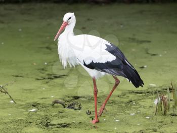 Adult stork walking in a pond filled with duckweed