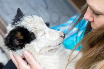 Small Border Collie puppy resting in the arms of a woman