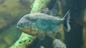 Piranha fish underwater close up portrait, selective focus