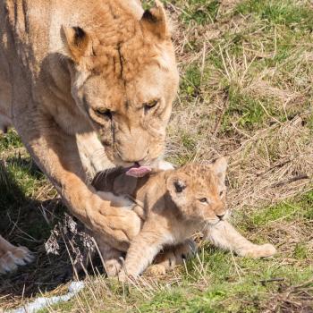 Lioness and cubs, exploring their surroundings in the winter