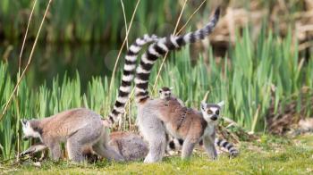 Ring-tailed lemur (Lemur catta) in a group, with young