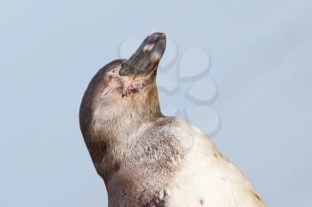 Humboldt penguin, close up, selective focus on head