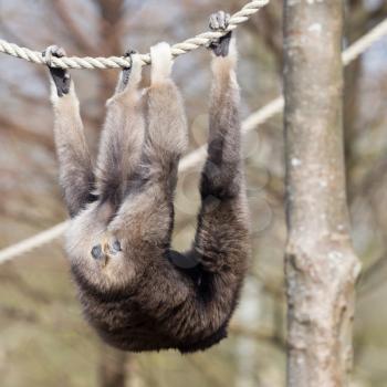 Adult white handed gibbon hanging in the ropes