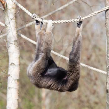 Adult white handed gibbon hanging in the ropes