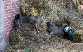 Chicken at the farm, fowl, domestic, brick wall