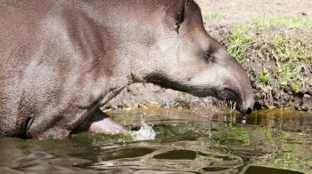 Profile portrait of south American tapir (Tapirus terrestris) in the water