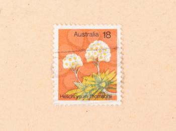 AUSTRALIA - CIRCA 1970: A stamp printed in Australia shows a flower (Helichrysum thomsonii), circa 1970