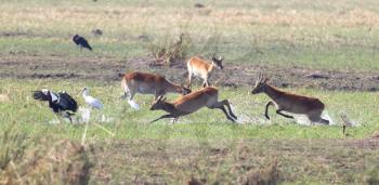 Red lechwe (Kobus leche) running and playing, Namibia