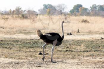 Adult Ostrich walking in the Kalahari, Botswana