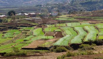 Agricultural fields in the middle of Madagascar