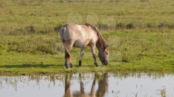 Grazing Konik horse in the north of the Netherlands