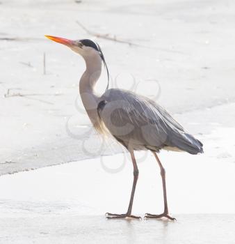 Blue heron standing on the ice - The Netherlands