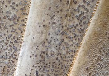Close-up of a cactus, three brown leafes