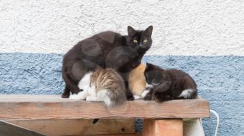 Cat family - cat and her many kittens