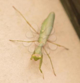 Green praying mantis on a wall (Mantis religiosa) - Selective focus on the head