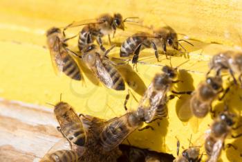 Closeup of a beehive - Bees are working - Selective focus