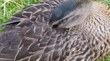 Close-up of a wild duck (mallard, female)
