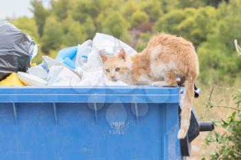Garbage container in Greece - Cat scavenging for food