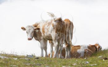 Milk cows in a meadow of grass, Alps, Austria