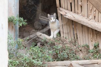 Wild cat in a abandoned building in a Greek village