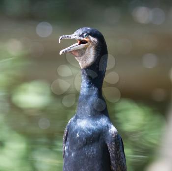 Adult cormorant resting on a tree at the waterfront