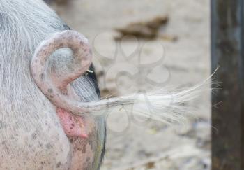 Tail of a pig - Selective focus - The Netherlands