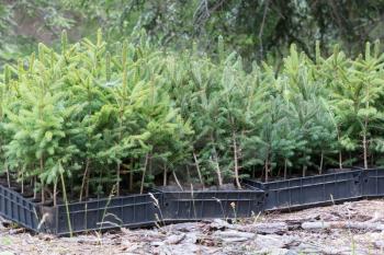 Small pine trees waiting to be planted in a forest - Alps