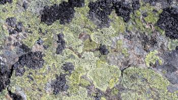 Close-up of a big rock with algea and moss