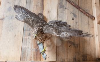Taxidermy - Old remains of a common buzzard - Selective focus