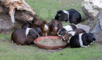 Portrait of guinea pigs eating, selective focus