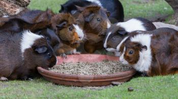 Portrait of guinea pigs eating, selective focus