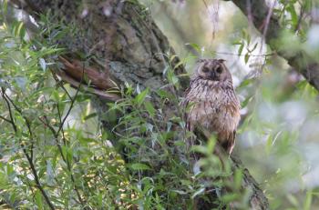 Resting long-eared owl up high in a tree