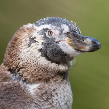 Humboldt penguin, young one, closeup, selective focus