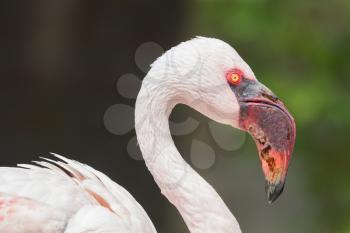 Pink flamingo close-up, isolated on green grass background