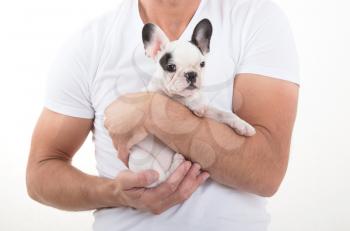 French bulldog puppy in the arms of a man